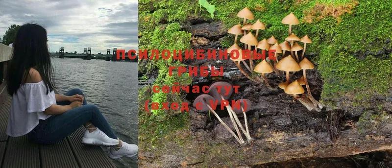 что такое   Дальнереченск  Галлюциногенные грибы Psilocybe 